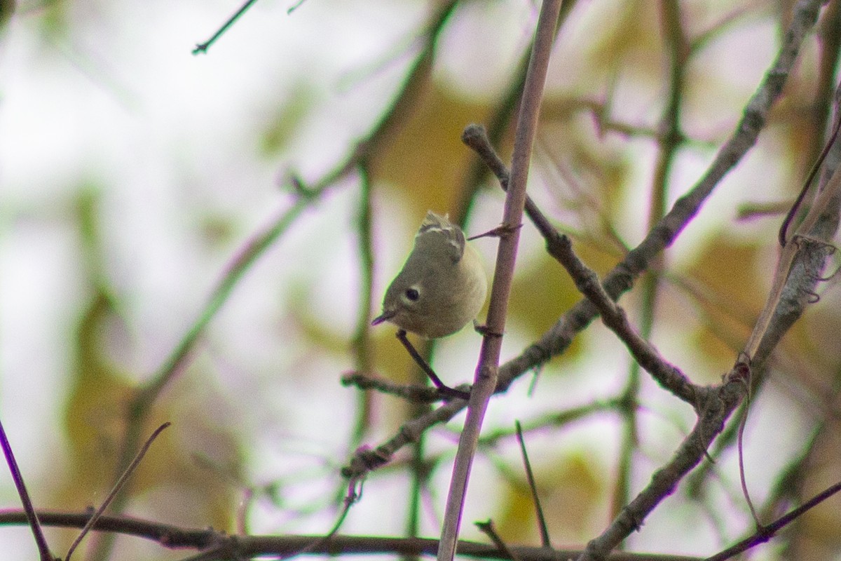 Ruby-crowned Kinglet - ML644064849