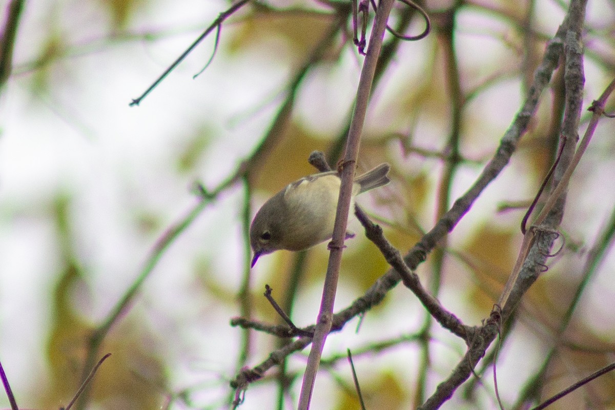 Ruby-crowned Kinglet - ML644064850