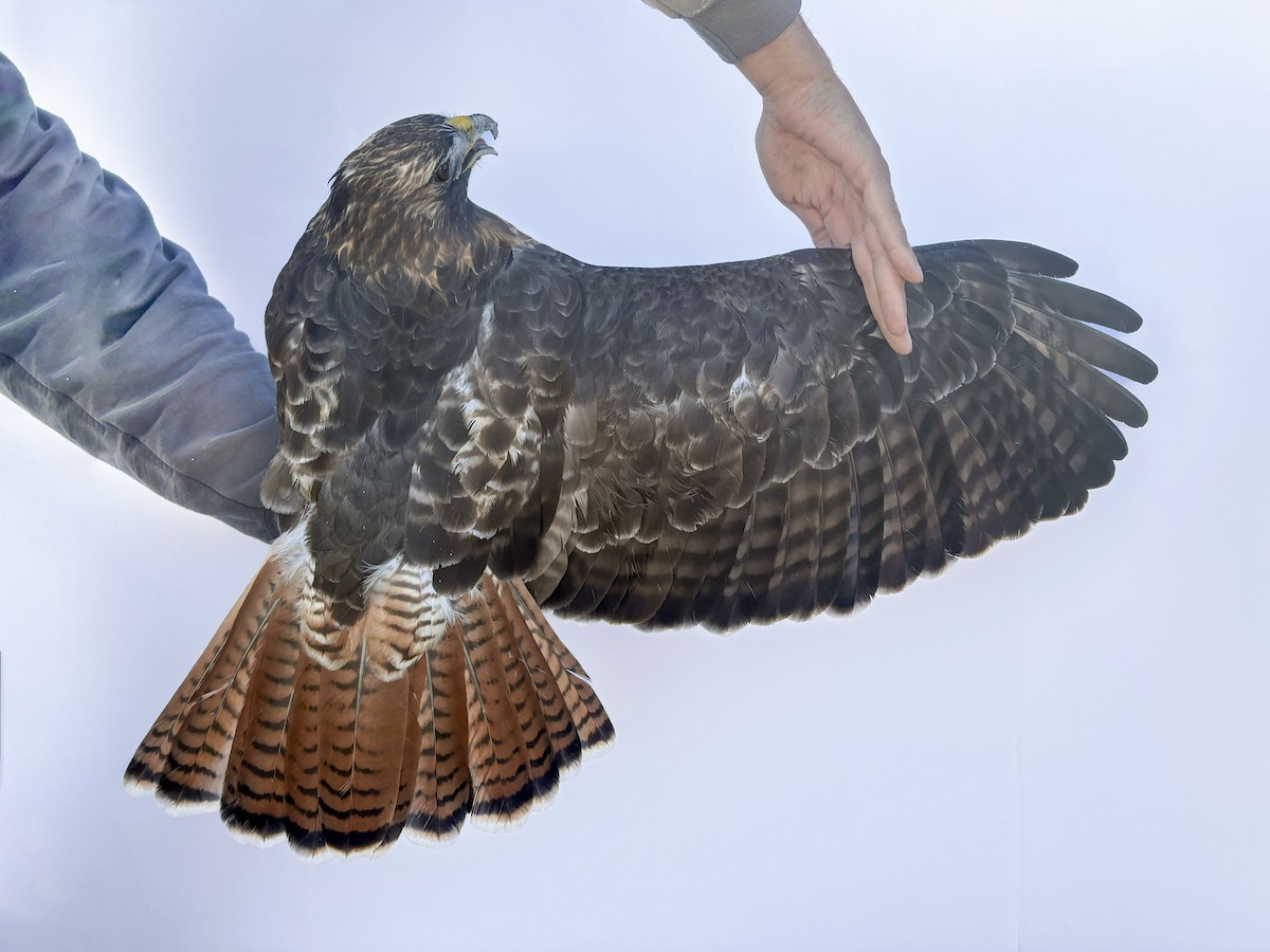 Red-tailed Hawk (calurus/alascensis) - ML644064858