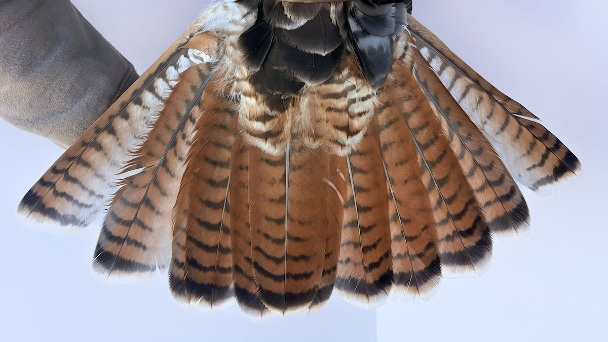 Red-tailed Hawk (calurus/alascensis) - ML644064859