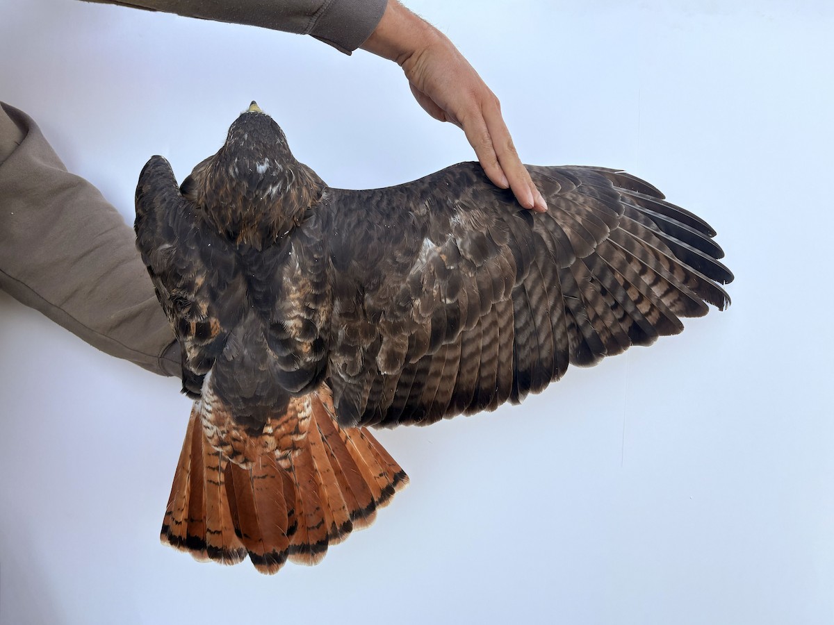 Red-tailed Hawk (calurus/alascensis) - ML644064860