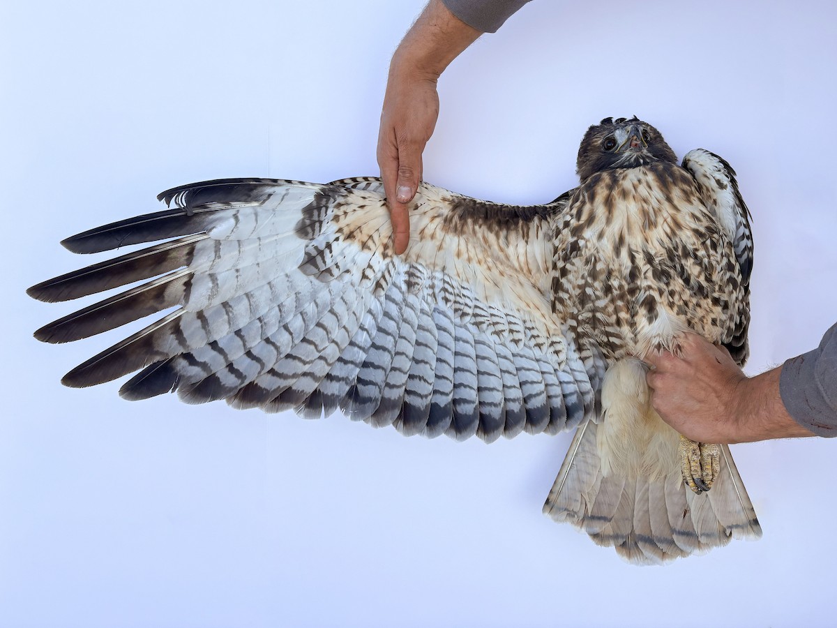 Red-tailed Hawk (calurus/alascensis) - ML644064861