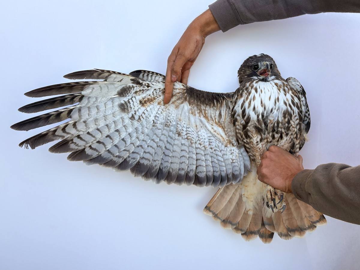 Red-tailed Hawk (calurus/alascensis) - ML644064863