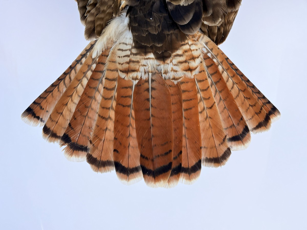Red-tailed Hawk (calurus/alascensis) - ML644064864