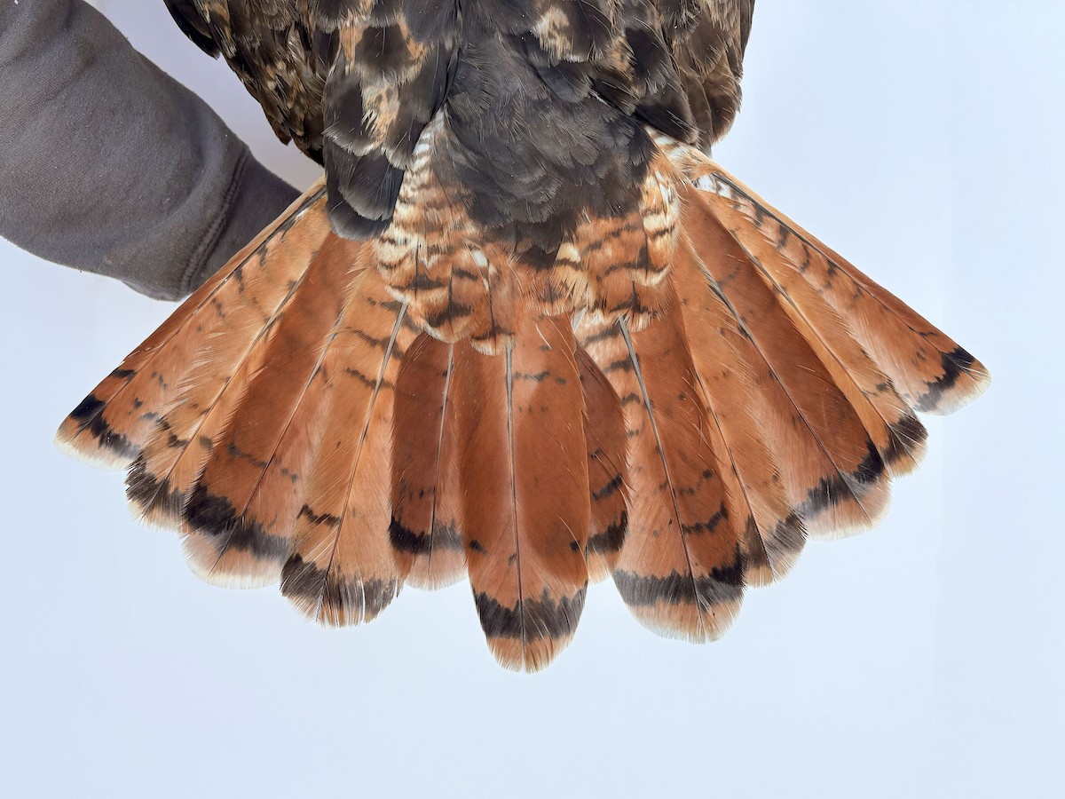 Red-tailed Hawk (calurus/alascensis) - ML644064866