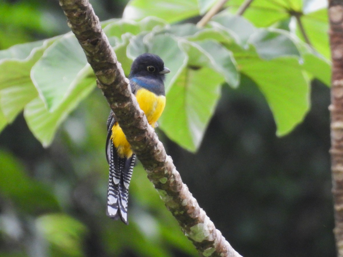Mor Trogon - ML644064874