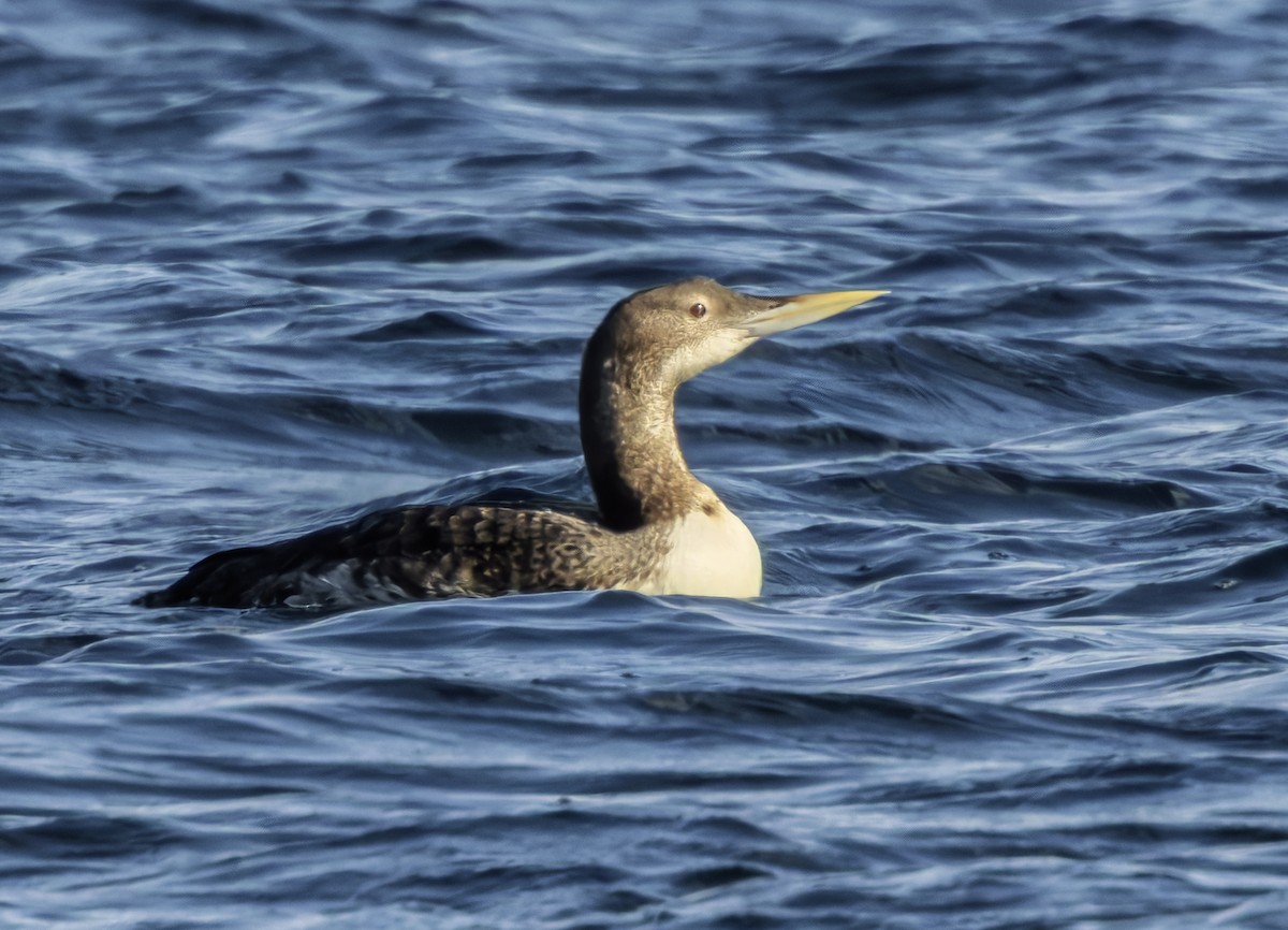 Plongeon à bec blanc - ML644064876
