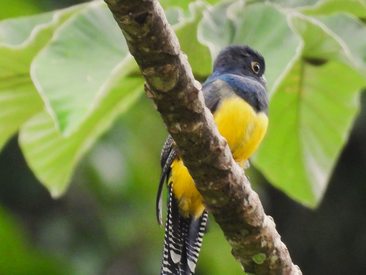 Mor Trogon - ML644064896