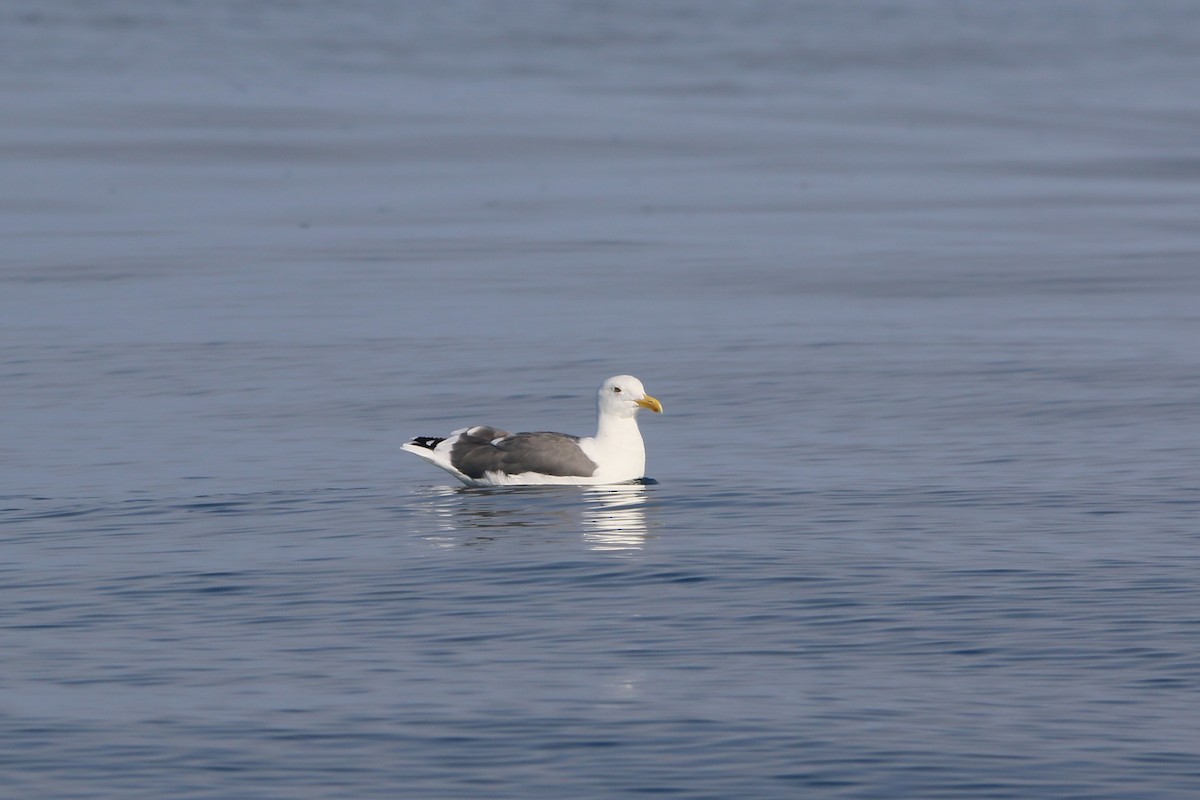 Western Gull - ML644064898