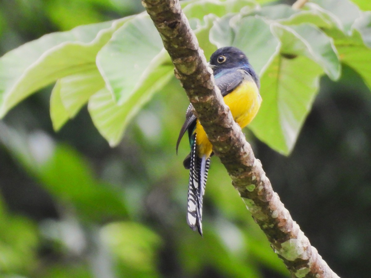 Mor Trogon - ML644064918