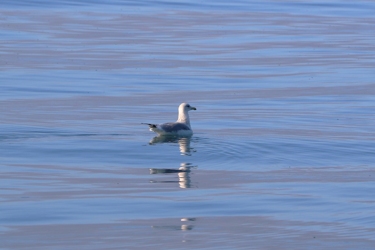 California Gull - ML644064920