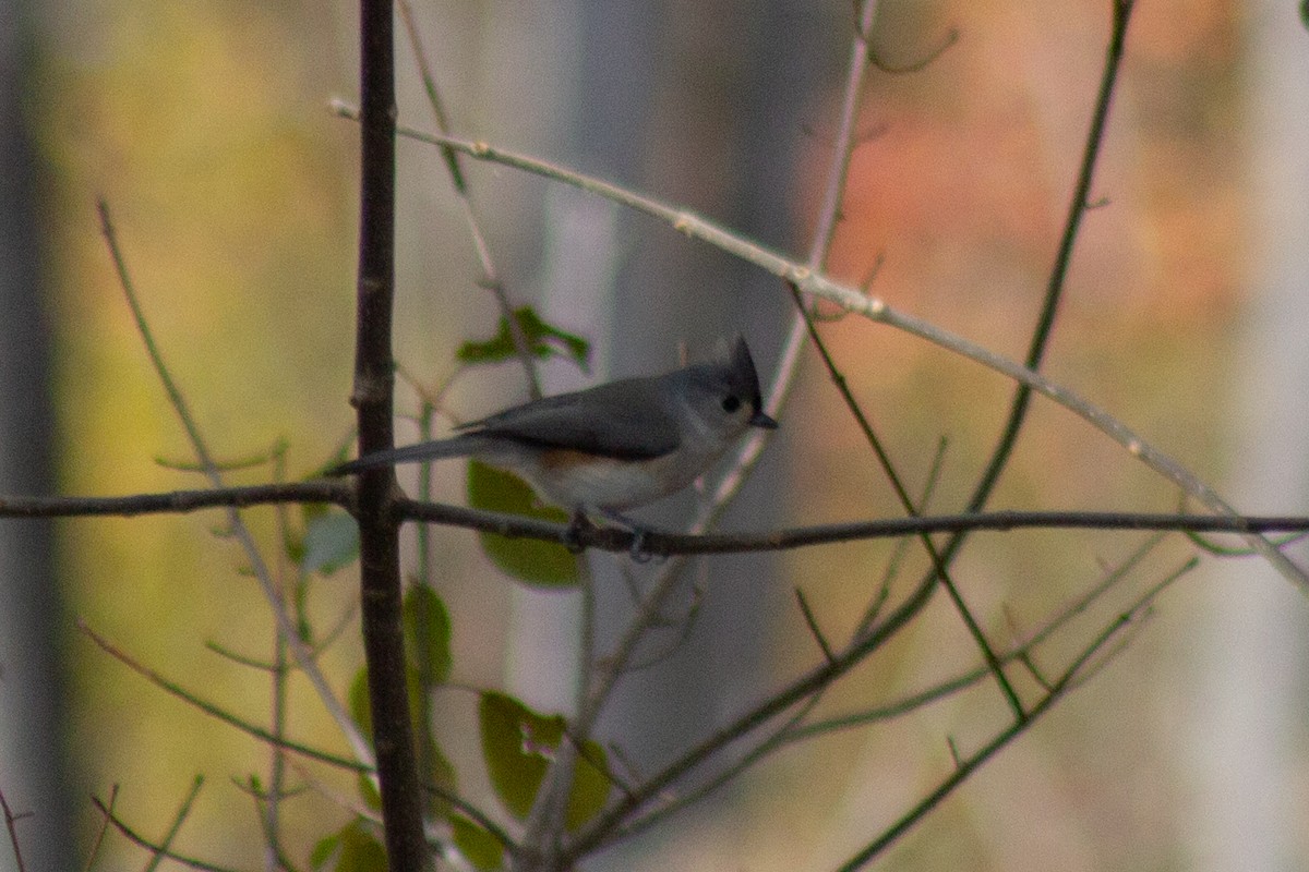 Tufted Titmouse - ML644064931