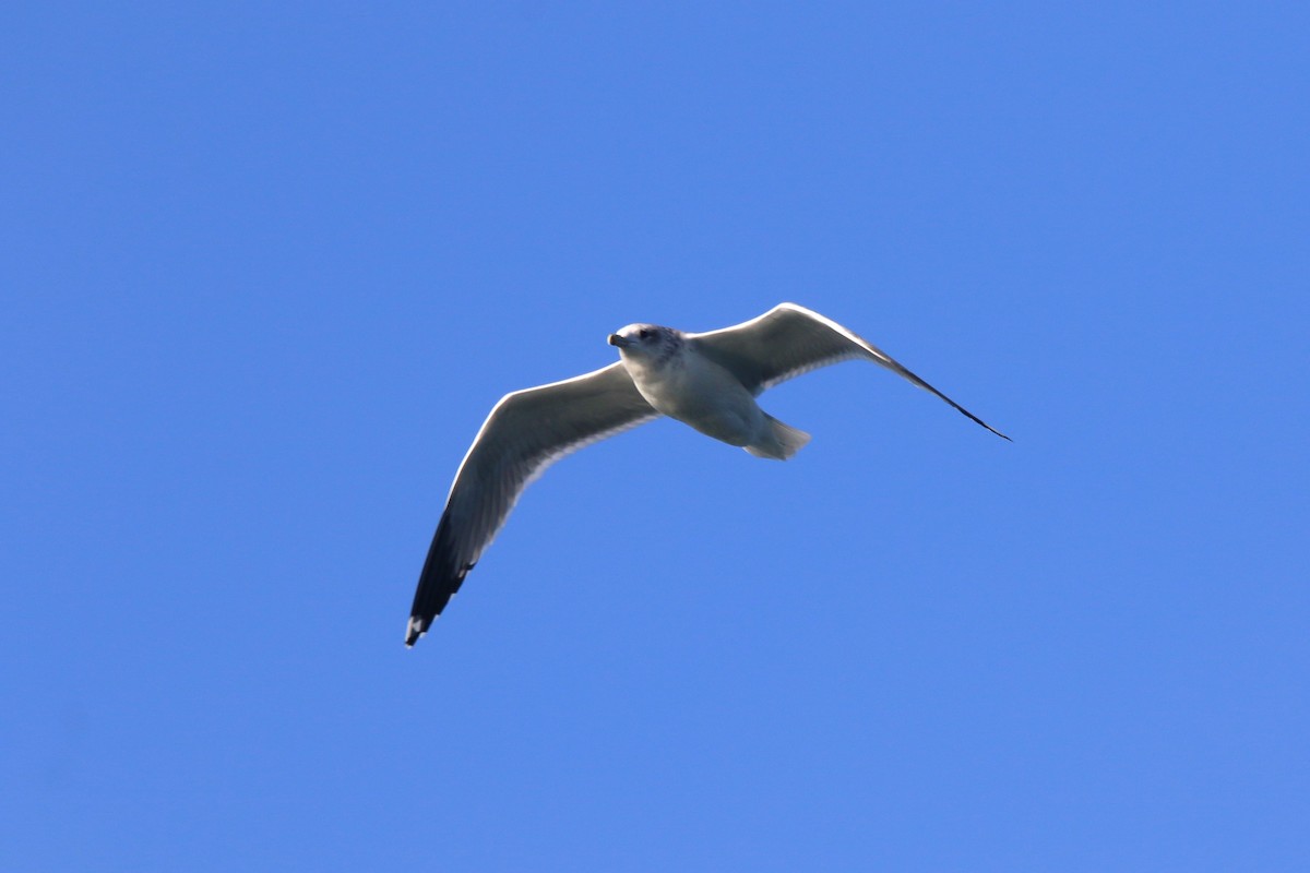 California Gull - ML644064935