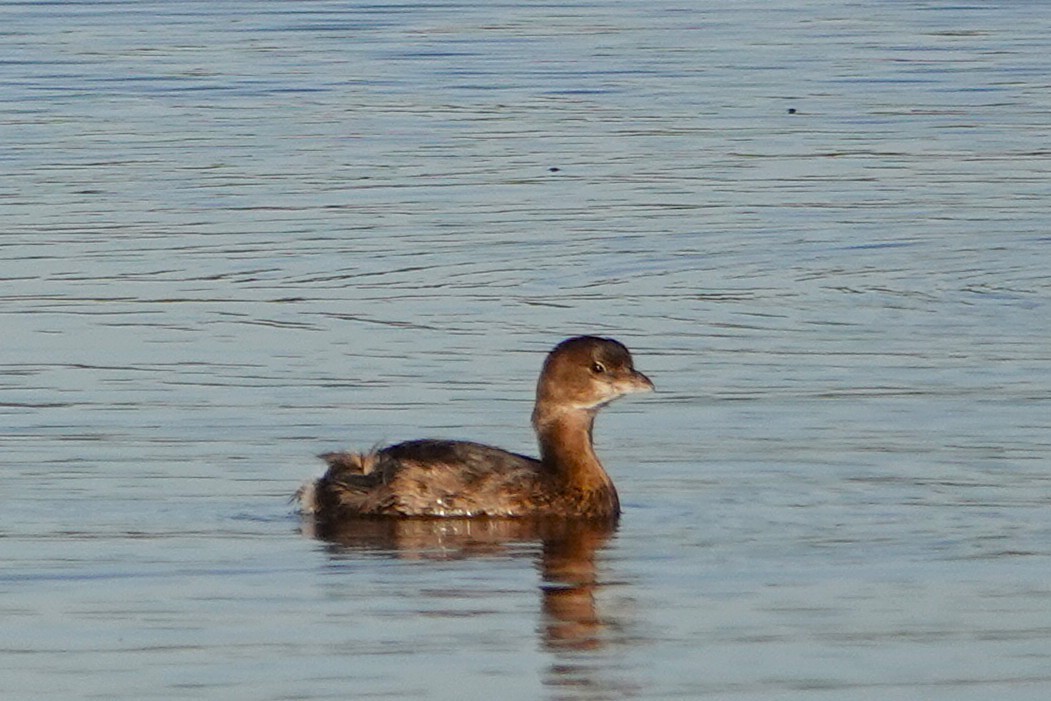Pied-billed Grebe - ML644064953
