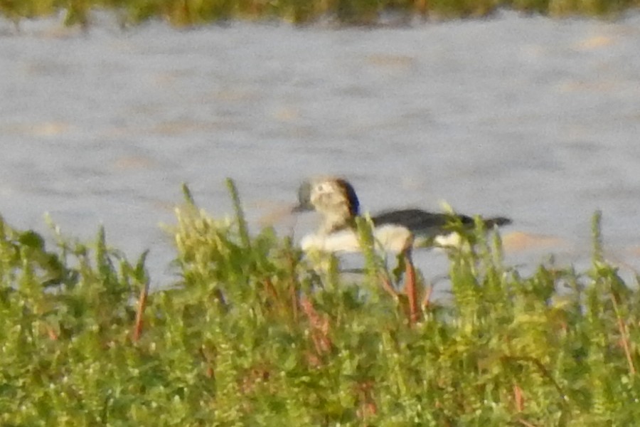 Knob-billed Duck - ML644064961
