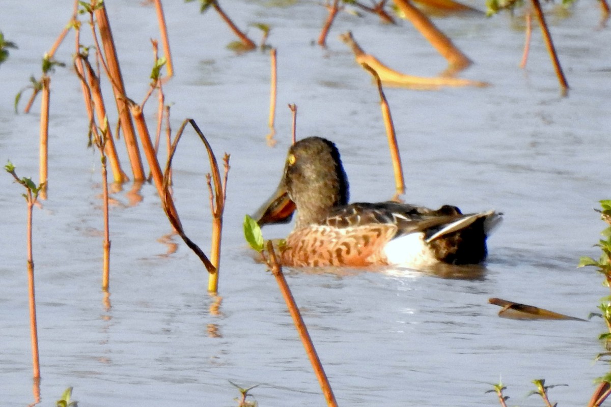 Northern Shoveler - ML644064965