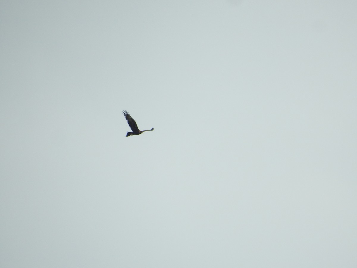 Wedge-tailed Eagle - ML644064967