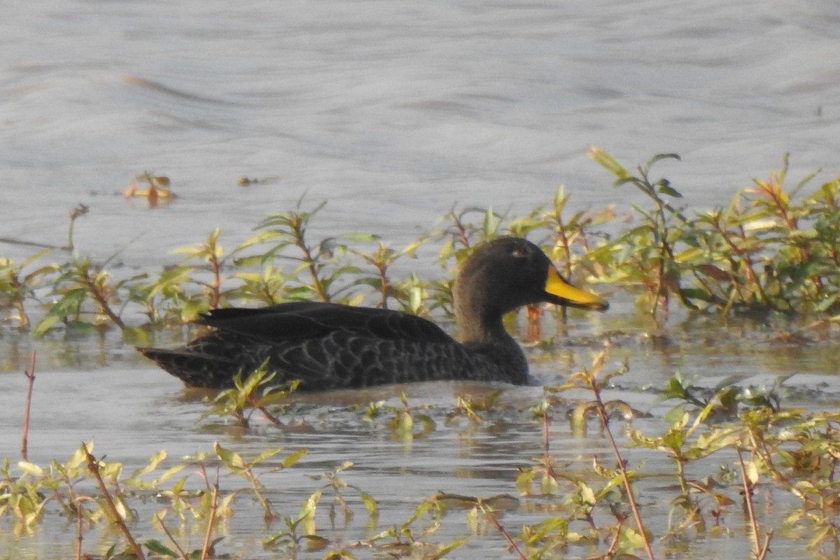 Canard à bec jaune - ML644064969