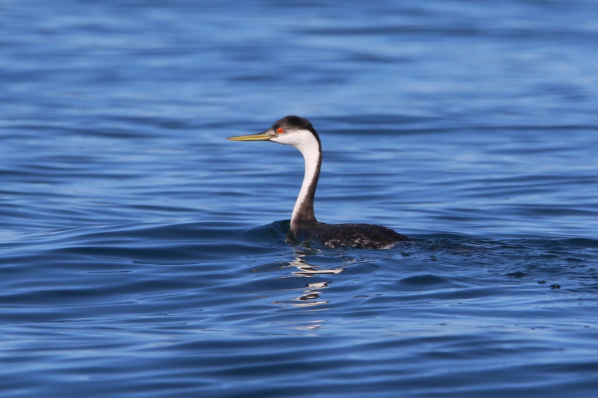 Western Grebe - ML644064981