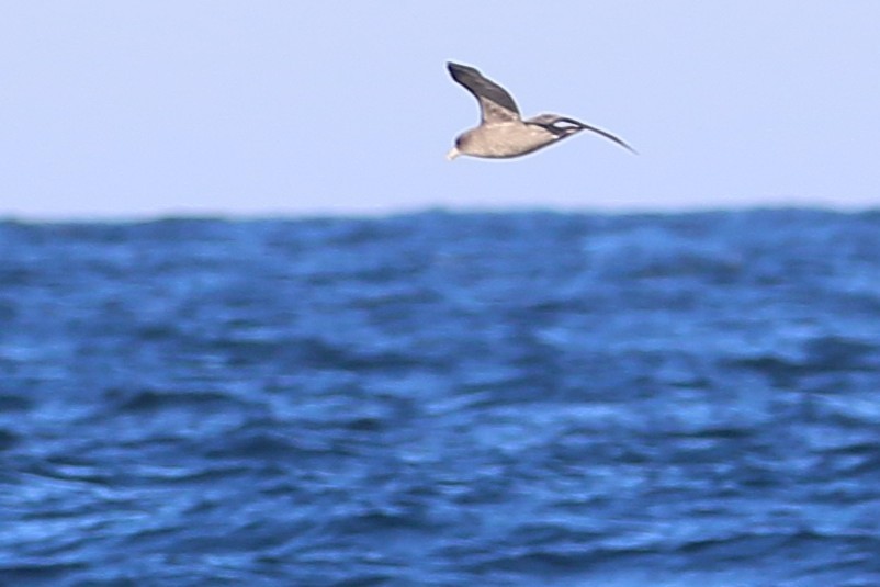 Northern Fulmar - ML644064993