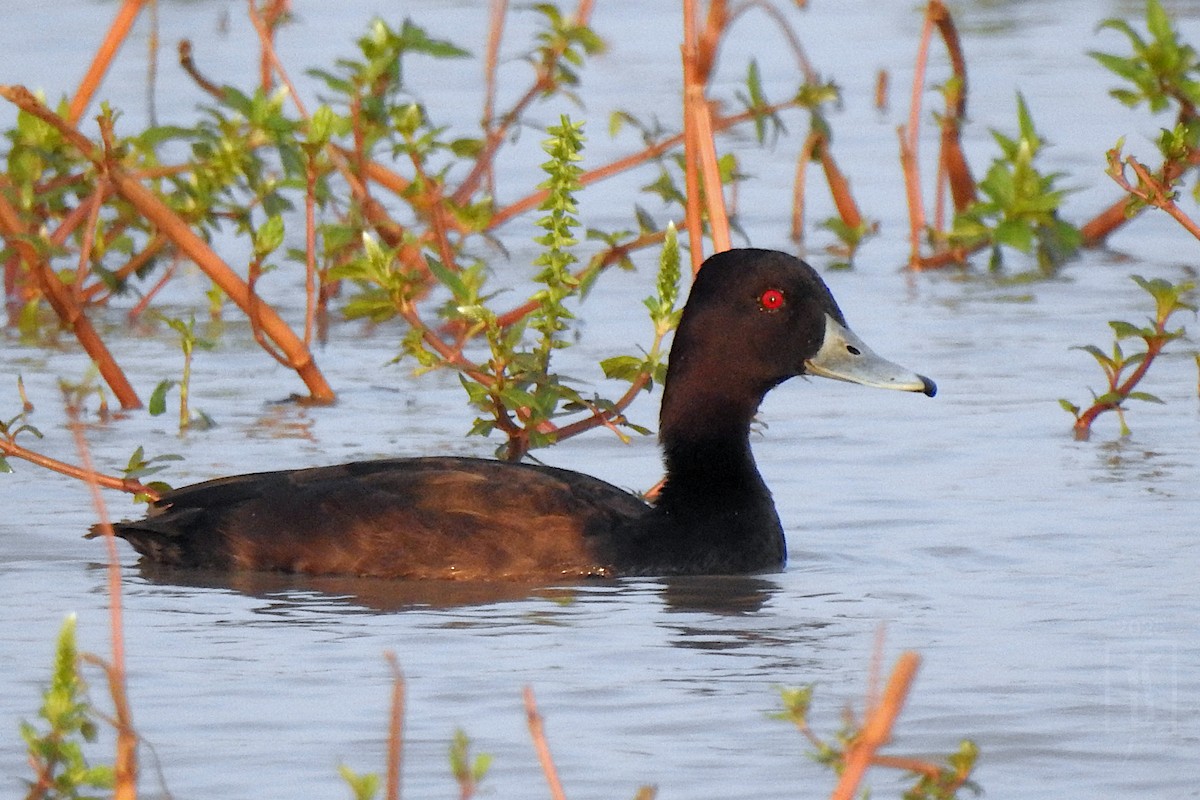 Southern Pochard - ML644064995