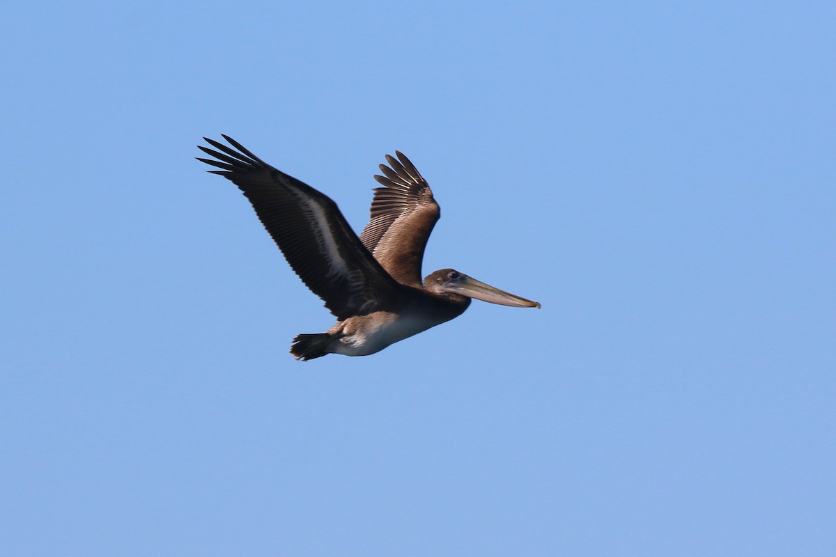 Brown Pelican (California) - ML644064998