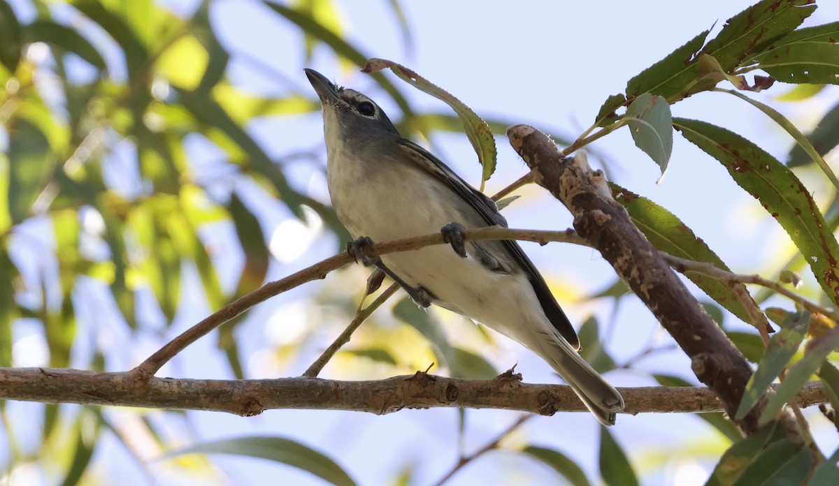 Plumbeous Vireo - ML644064999