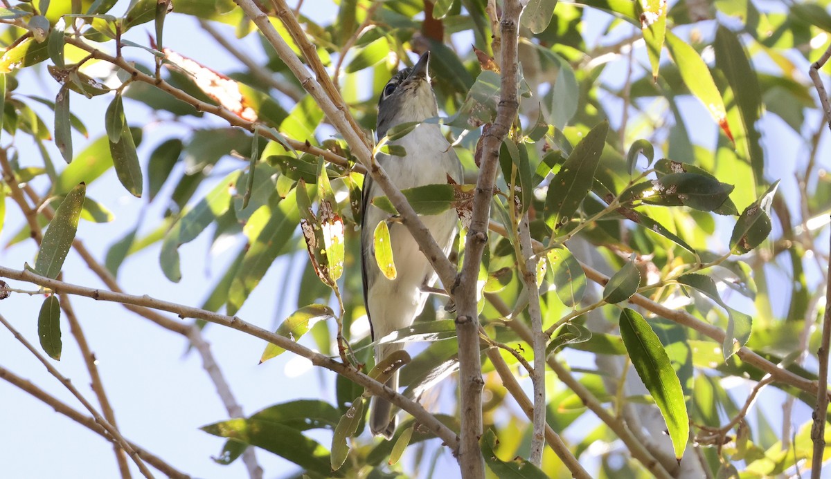 Plumbeous Vireo - ML644065000
