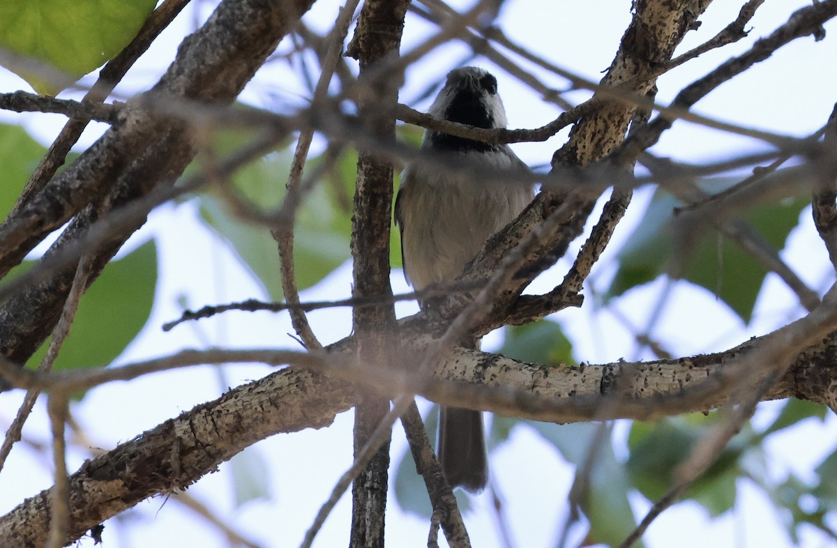 Mountain Chickadee - ML644065006