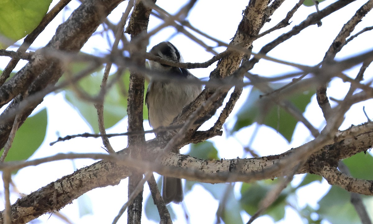 Mountain Chickadee - ML644065007