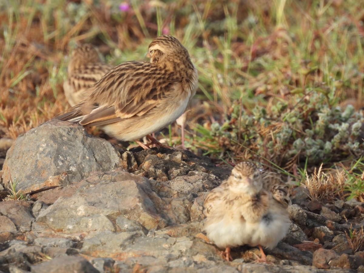 Монгол жиргэмэл - ML644065031