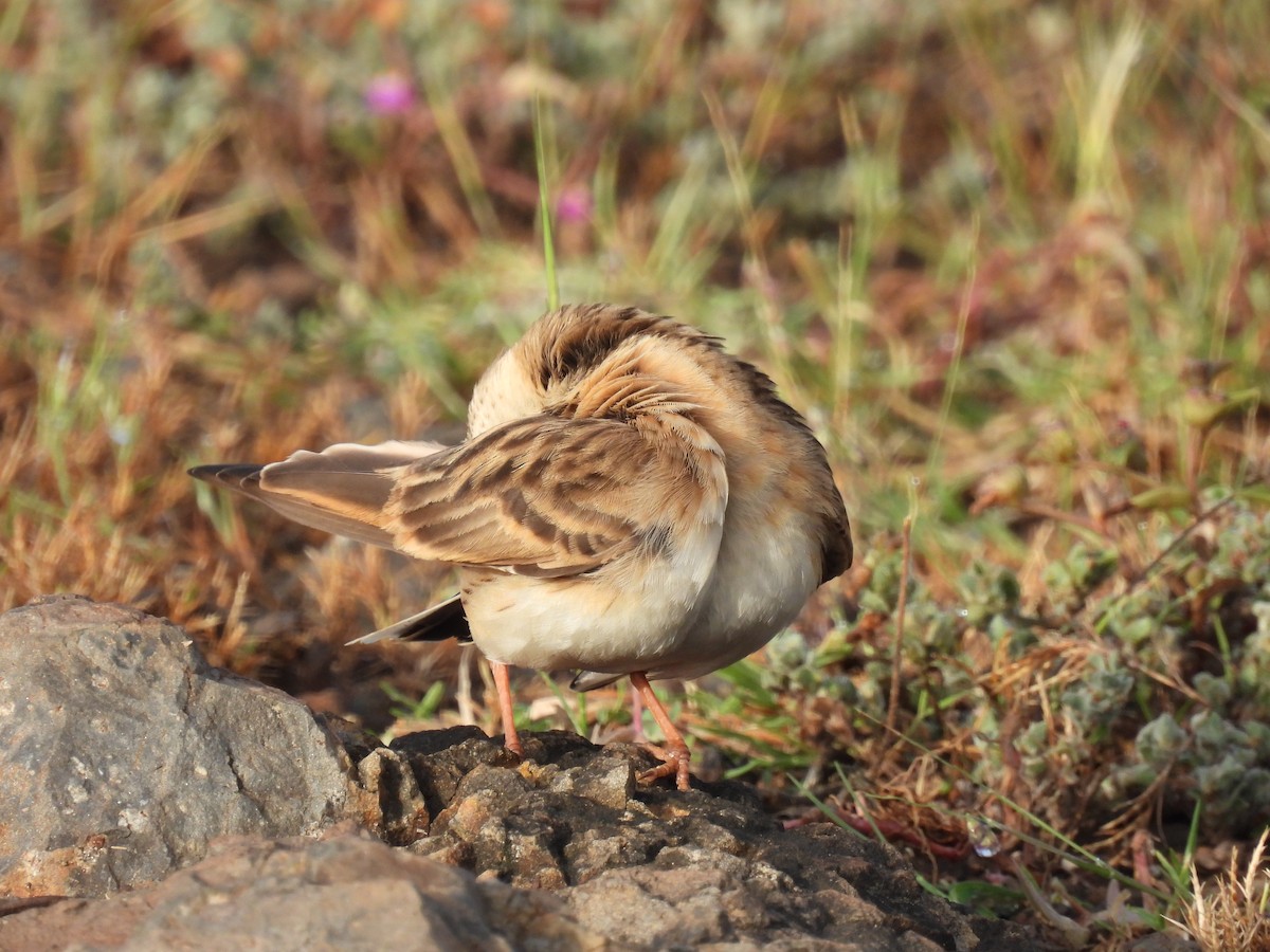 Монгол жиргэмэл - ML644065034