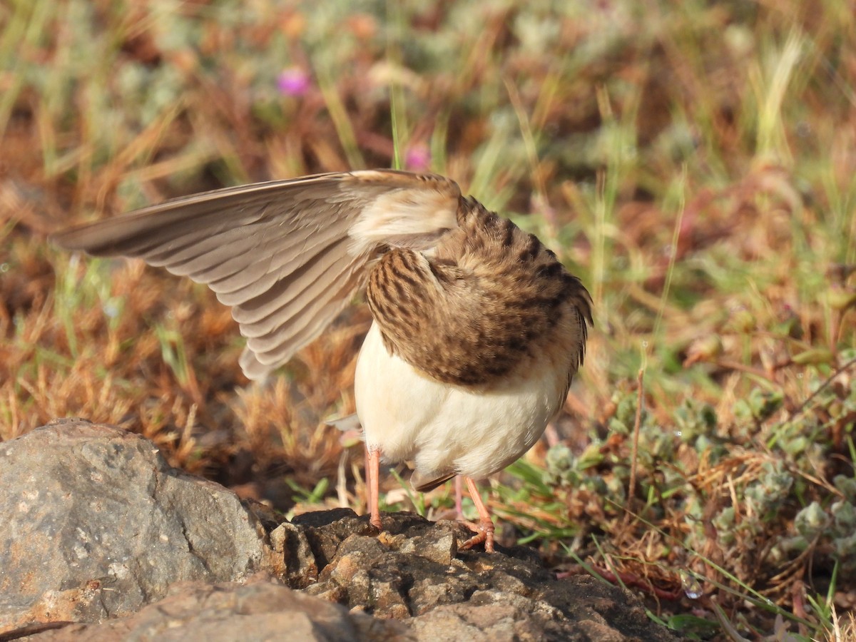 Монгол жиргэмэл - ML644065037