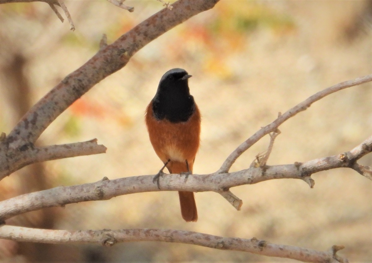 Black Redstart - ML644065044