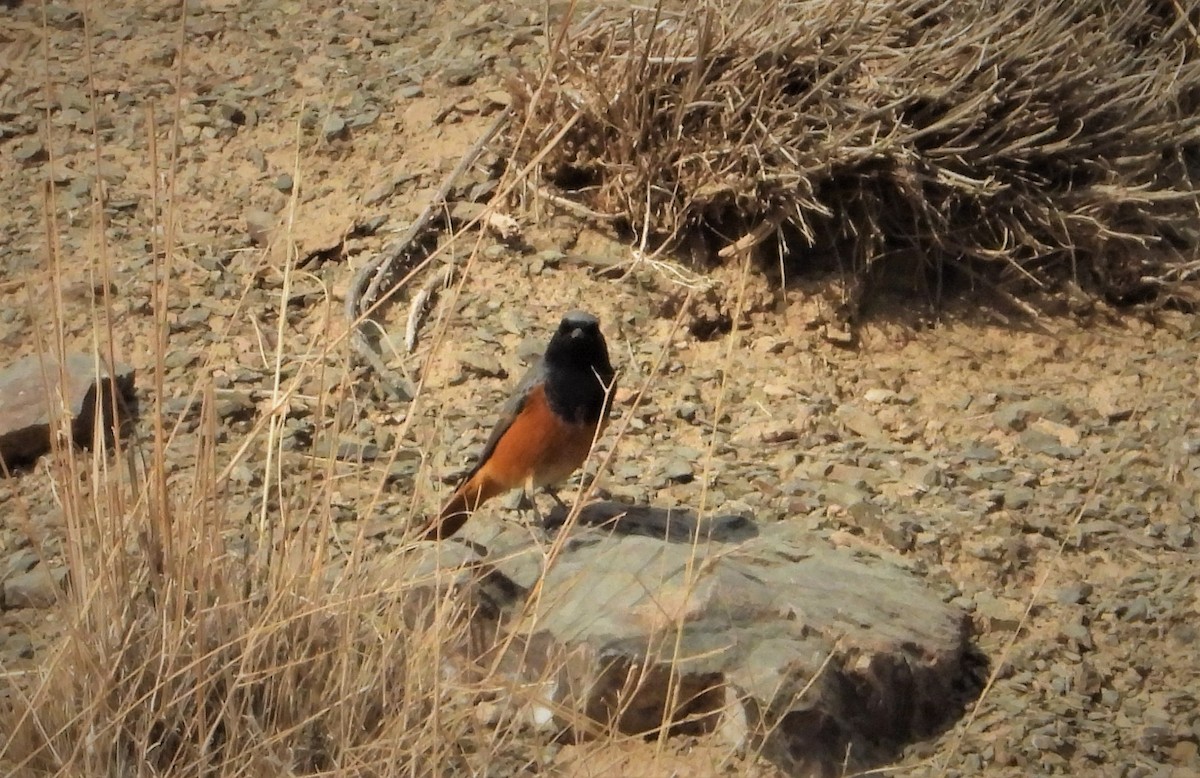 Black Redstart - ML644065052
