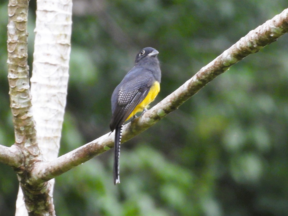 Mor Trogon - ML644065055
