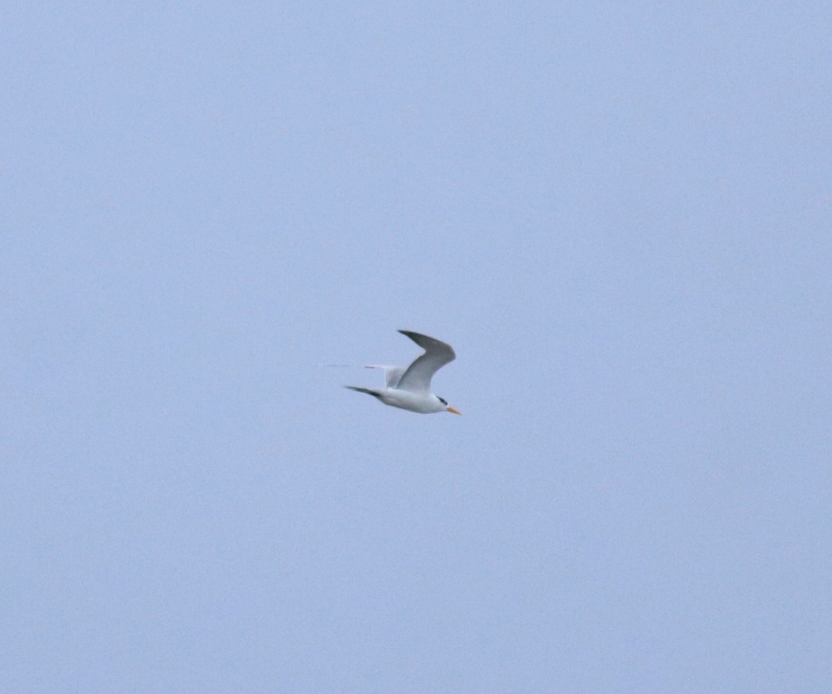 Lesser Crested Tern - ML644065082