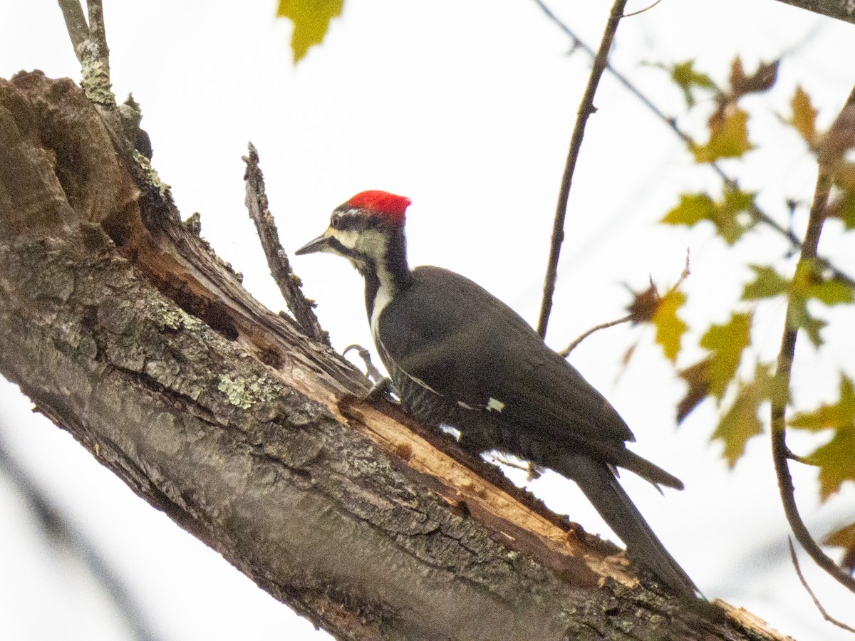 datel chocholatý - ML644065083