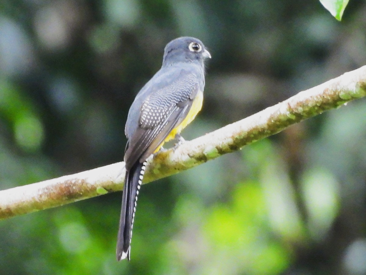Mor Trogon - ML644065090