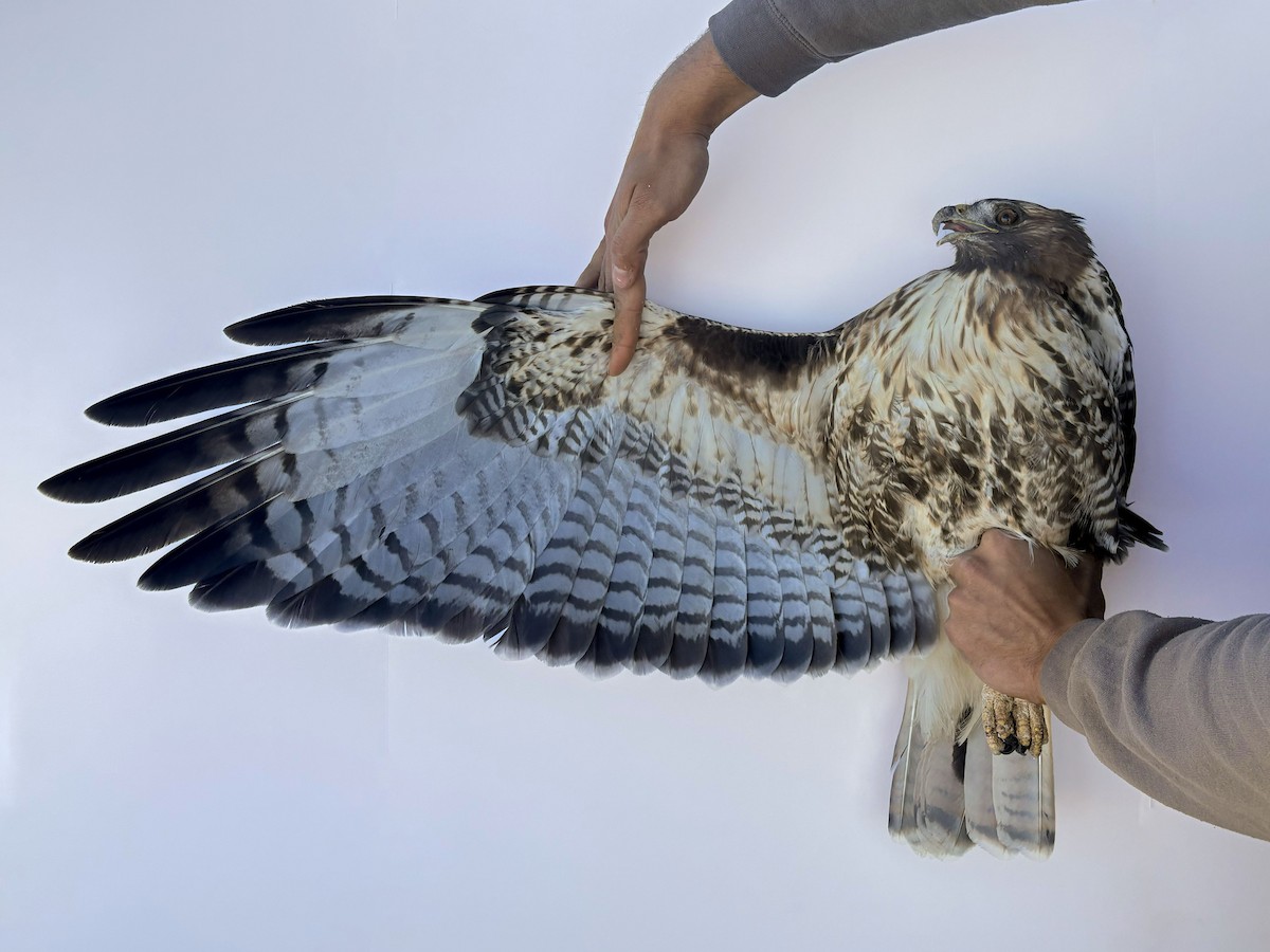 Red-tailed Hawk (calurus/alascensis) - ML644065091