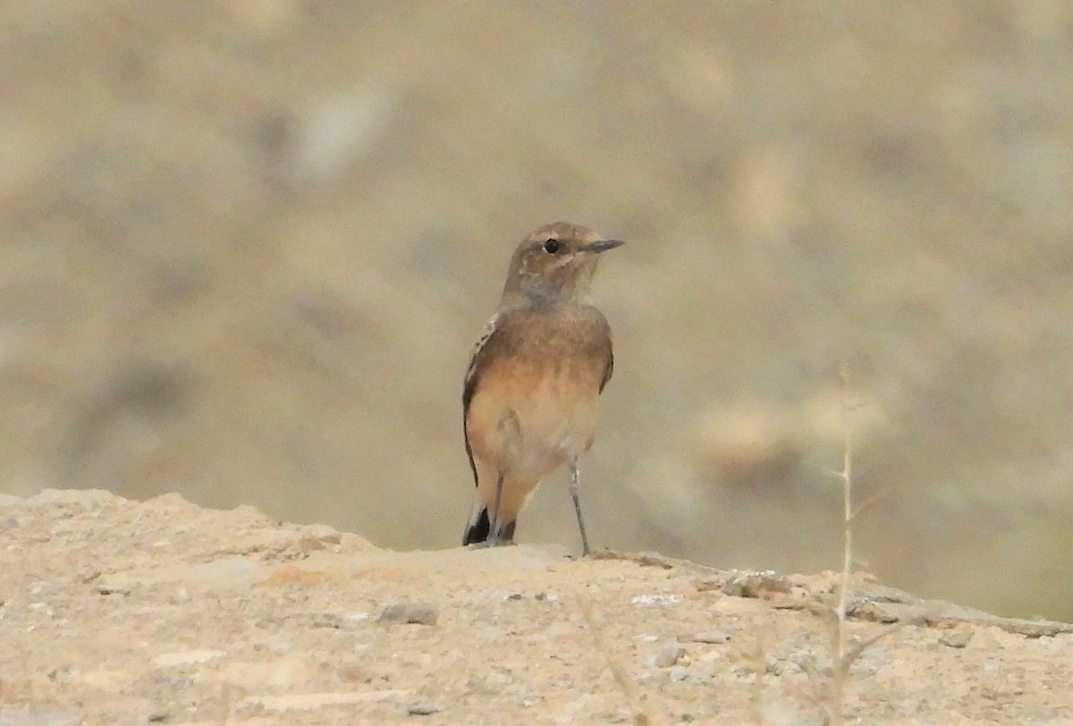 Pied Wheatear - ML644065105