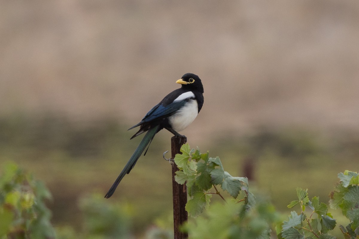Yellow-billed Magpie - ML644065111