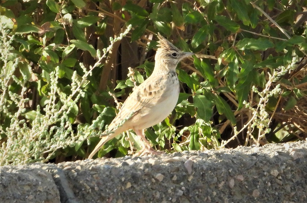 Crested Lark - ML644065129