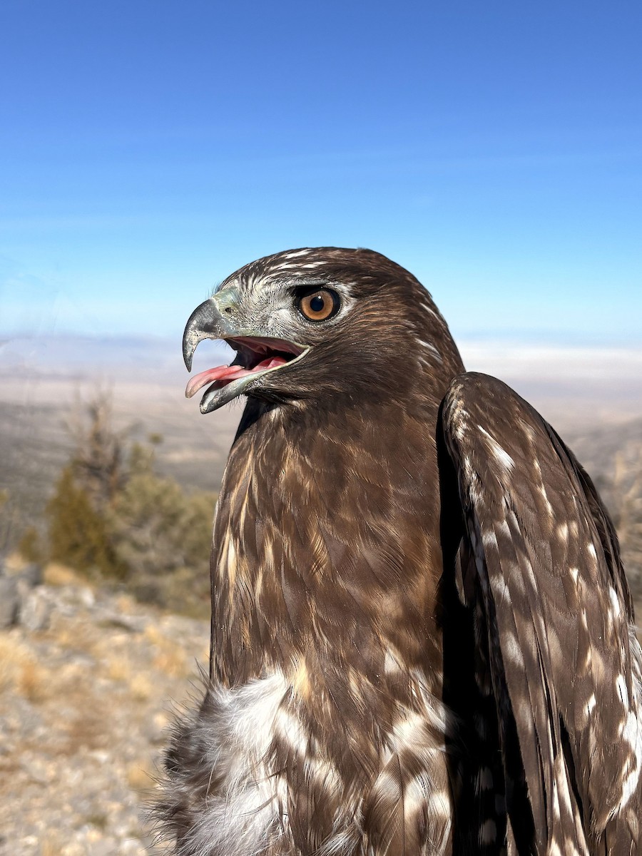 Red-tailed Hawk (Harlan's) - ML644065131