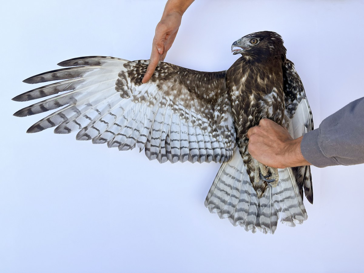 Red-tailed Hawk (Harlan's) - ML644065132