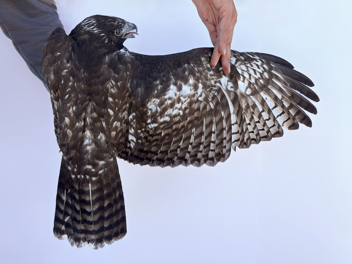 Red-tailed Hawk (Harlan's) - ML644065133