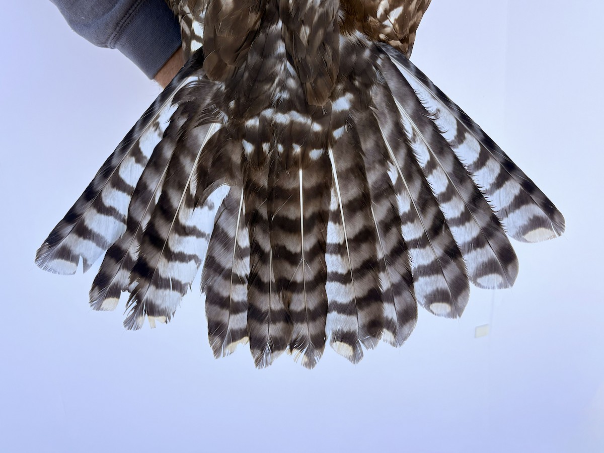 Red-tailed Hawk (Harlan's) - ML644065134