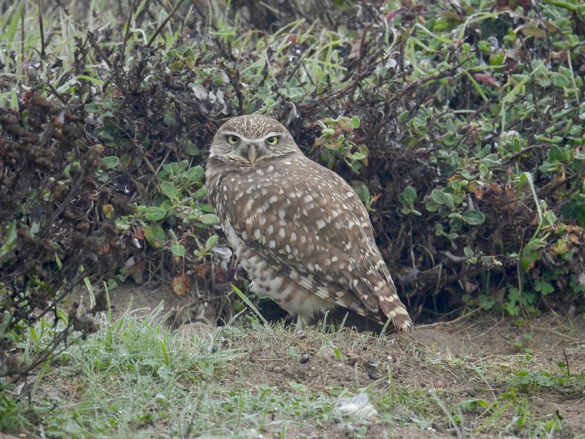 アナホリフクロウ - ML644065138