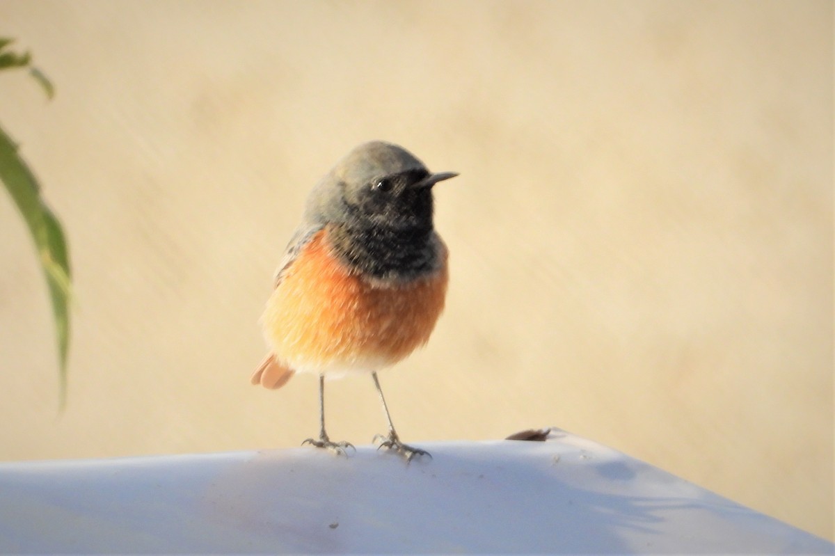 Black Redstart - ML644065149