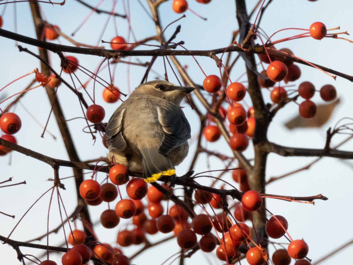 Cedar Waxwing - ML644065167
